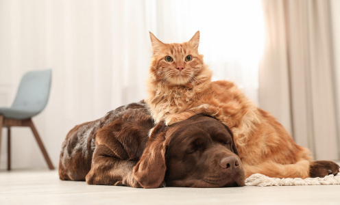 Understanding the PetScreening Process at Putnam Properties